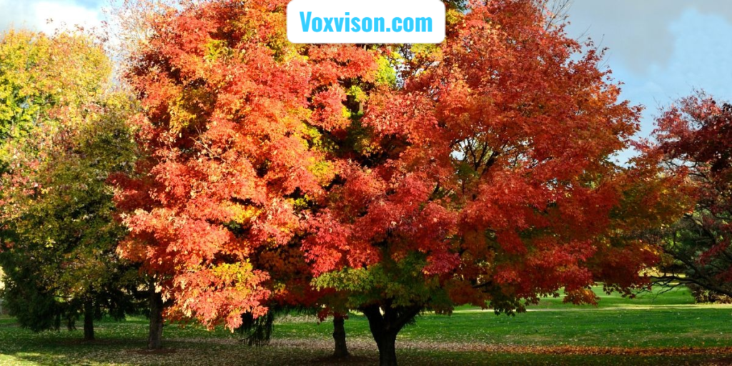 Ohio Trees